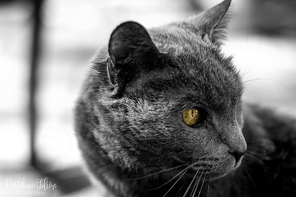 Pets-020