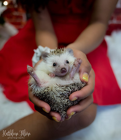 Dot the Hedgehog