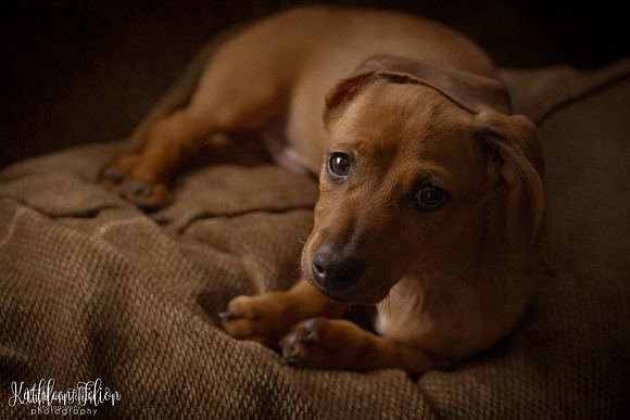 Pets-019