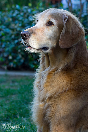 Pets-015