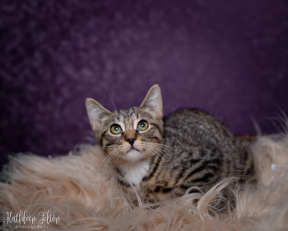 Kittens!-011