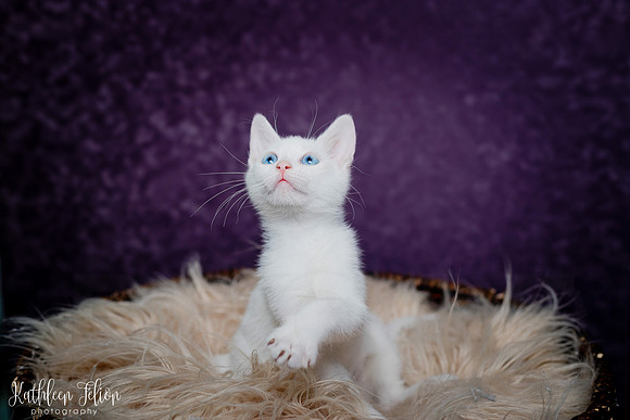 Kittens!-004