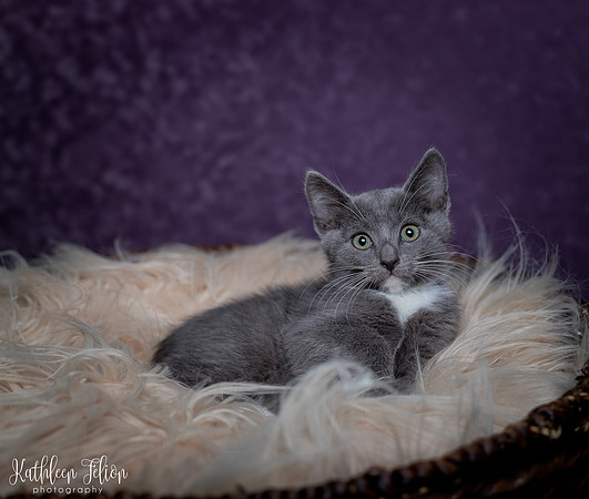 Kittens!-005